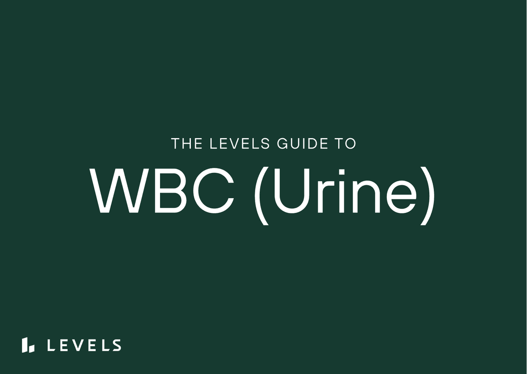 Guide to White Blood Cells (WBC) in Urine | Levels | Levels