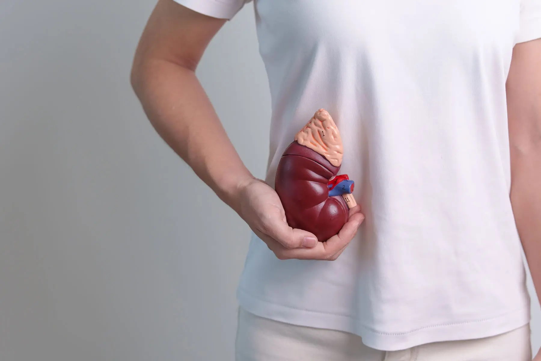 Kidney